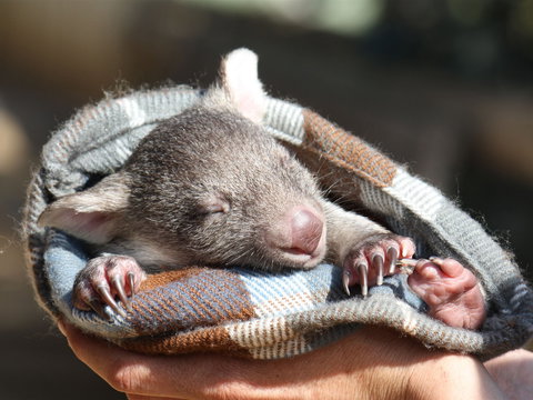 Bonorong Wildlife Sanctuary - Sydney Tourism 2