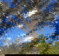 Euroa Arboretum - Sydney Tourism