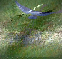 Germein Reserve - Sydney Tourism