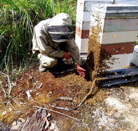 Honey Tasmania - The Beehive - Sydney Tourism