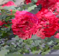 Lismore Community Gardens - Sydney Tourism