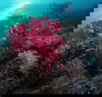 Luncheon Bay Dive Site - Sydney Tourism