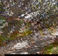 Middle Lagoon Walking Track - Sydney Tourism