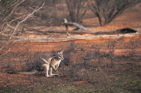Mildura - Sydney Tourism 2