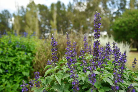 Picton Botanic Gardens - Sydney Tourism 1