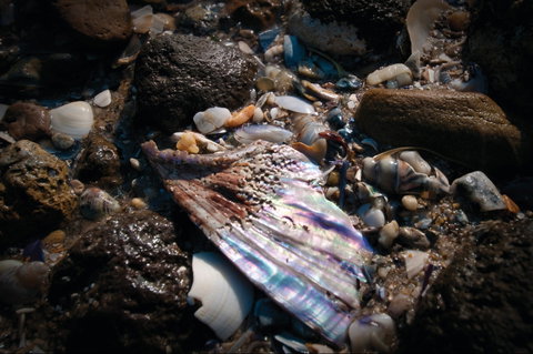Point Cook Marine Sanctuary - Sydney Tourism 1