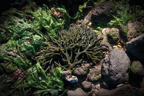 Point Cook Marine Sanctuary - Sydney Tourism 2
