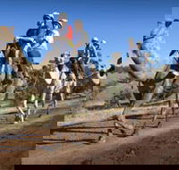 Quorn - Sydney Tourism