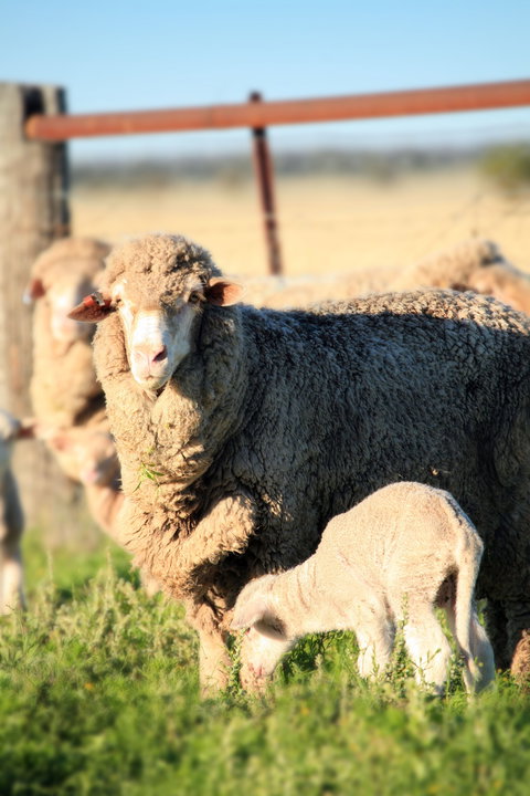 The Gums - Sydney Tourism 1