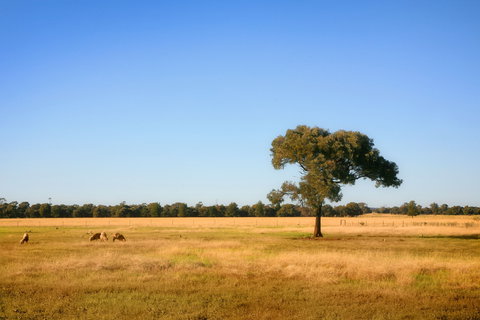The Gums - Sydney Tourism 2
