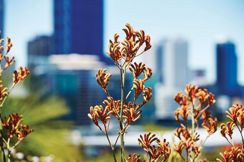 A Day In Perth - Sydney Tourism 1