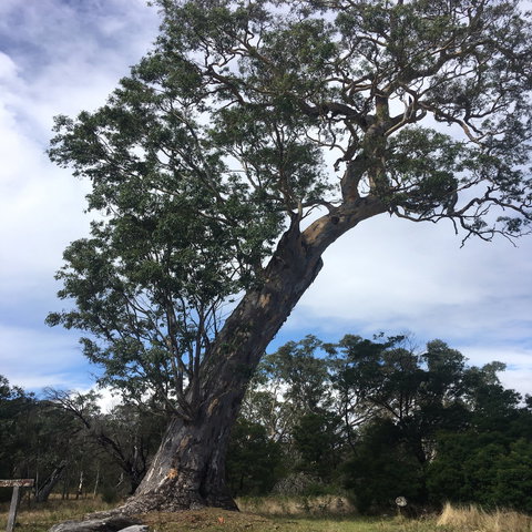 Bilston's Tree - Sydney Tourism 0
