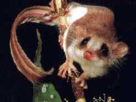 Carrowong Fauna Sanctuary - Sydney Tourism 0