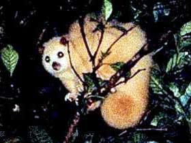 Carrowong Fauna Sanctuary - Sydney Tourism 1