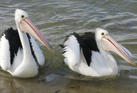 Chinaman Wells - Sydney Tourism 0