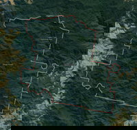 Dingo Forest - Sydney Tourism