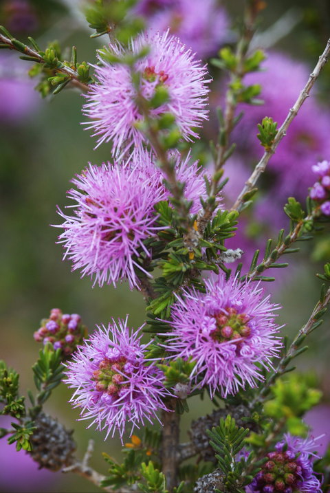 Ethel Daw Scenic Drive - Sydney Tourism 0