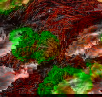 Ghost Mushroom Lane - Sydney Tourism