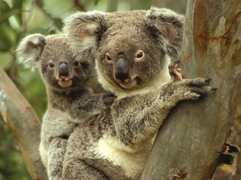 Koalas In Gunnedah - Sydney Tourism 0