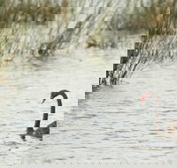 Little Llangothlin Picnic Area - Sydney Tourism