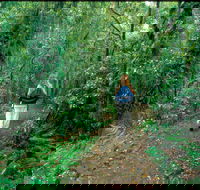 Mount Cougal Springbrook National Park - Sydney Tourism