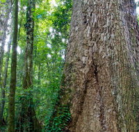 Murray Scrub walking track