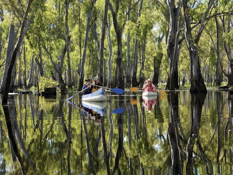 Murray River Canoe Trails - Sydney Tourism 0