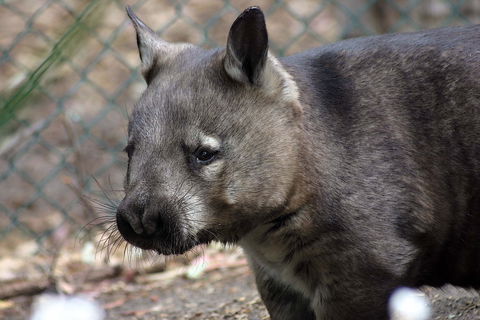 Peel Zoo - Sydney Tourism 0