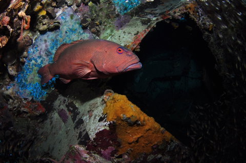 Severance Shipwreck Dive Site - Sydney Tourism 1