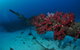 Severance Shipwreck Dive Site - thumb 2