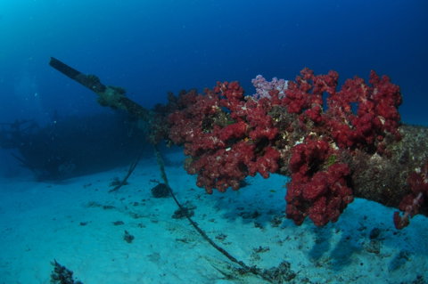 Severance Shipwreck Dive Site - Sydney Tourism 2