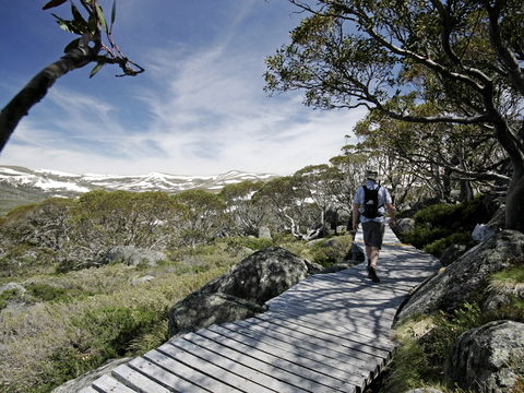 Snow Gums Boardwalk - Sydney Tourism 0