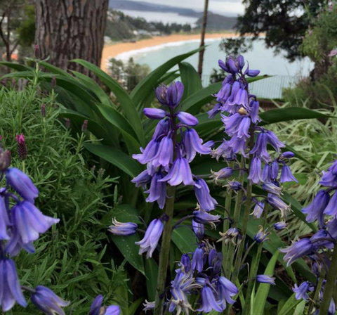 The Beach Bible Garden - Sydney Tourism 1