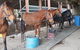 The Equine Club - thumb 0