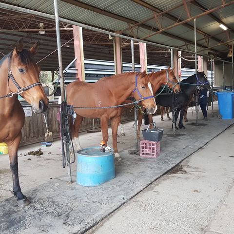 The Equine Club - Sydney Tourism 0