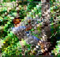 TreeTop Challenge Currumbin Wildlife Sanctuary - Sydney Tourism