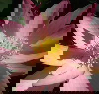 Wallis Creek Water Garden - Sydney Tourism