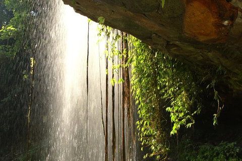 Rainforest & Waterfall Experience - Sydney Tourism 9