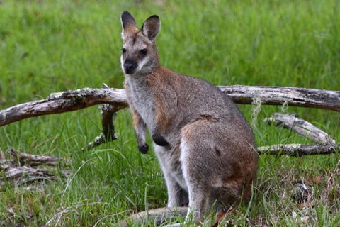 Ultimate Blue Mountains And Wildlife Tour - Sydney Tourism 2