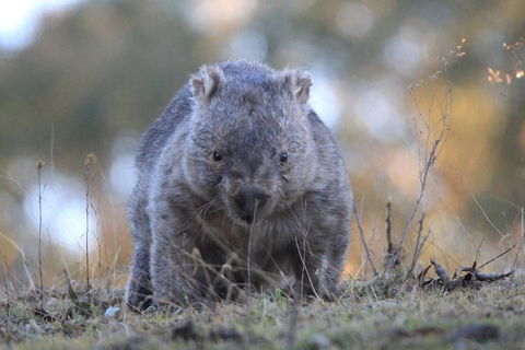Ultimate Blue Mountains And Wildlife Tour - Sydney Tourism 3