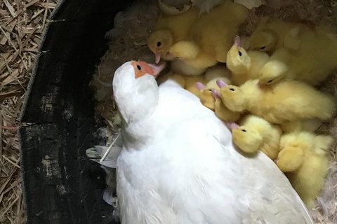 Interactive Farm Tours On A Beef, Lamb And Duck Farm - Sydney Tourism 3