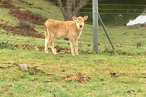 Interactive Farm Tours On A Beef, Lamb And Duck Farm - Sydney Tourism 7