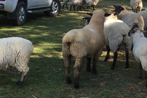 Interactive Farm Tours On A Beef, Lamb And Duck Farm - Sydney Tourism 4