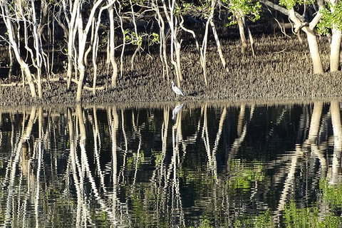 Sunset Eco Rainforest River Cruise - Sydney Tourism 3