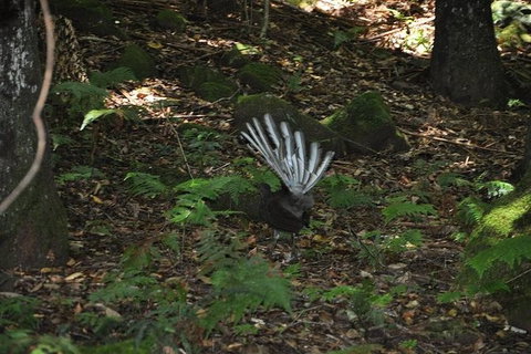 All-Inclusive Blue Mountains Tour In A Luxury Mercedes Sprinter - Sydney Tourism 5