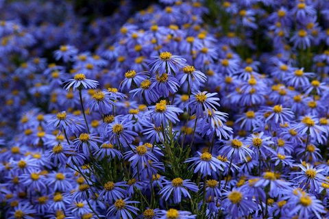 Blue Mountains Botanic Garden And Bilpin Tour From Katoomba With Cider Tasting - Sydney Tourism 3