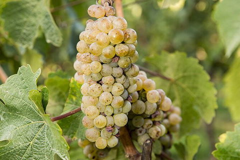 Bathurst Wine Trail Full-Day Private Tour With Tastings - Sydney Tourism 8