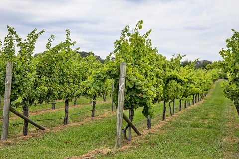 Bathurst Wine Trail Full-Day Private Tour With Tastings - Sydney Tourism 10