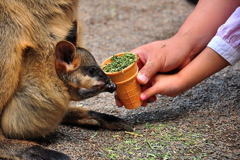 Blue Mountains Highlights & Wildlife Park - Sydney Tourism 3