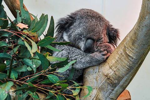 Blue Mountains Highlights, Wildlife Park And Scenic World Full Day Private Tour - Sydney Tourism 1